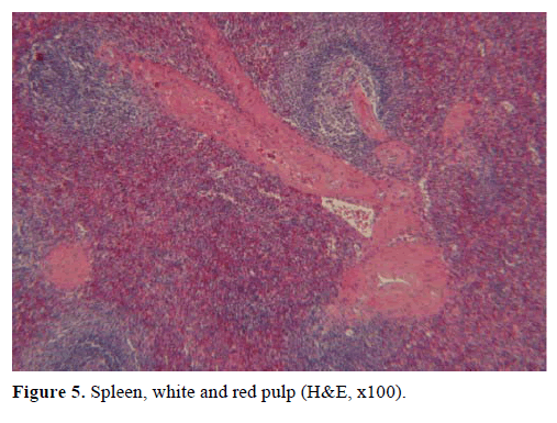 pancreas-spleen-white-red-pulp